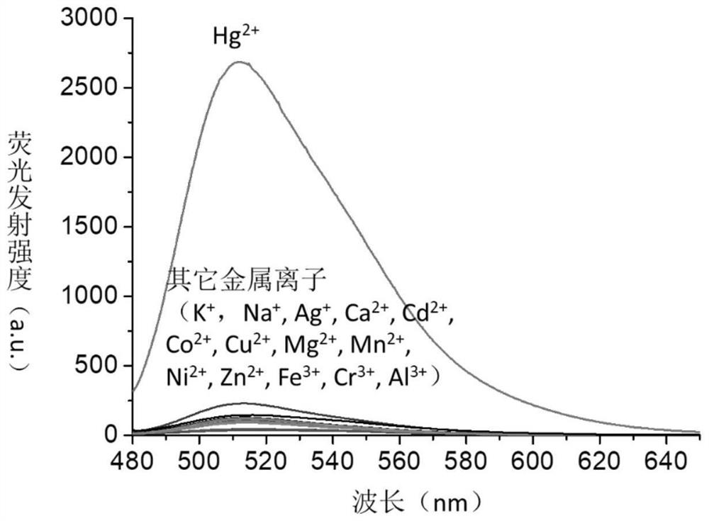 Water-soluble fluorescein polymer probe for mercury ion detection as well as preparation and application thereof