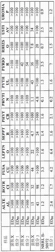 A novel paenibacillus strain, antifungal compounds, and methods for their use