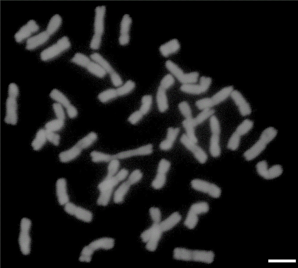 Wheat root tip chromosome production method