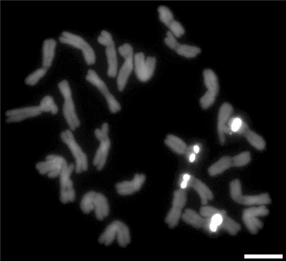 Wheat root tip chromosome production method