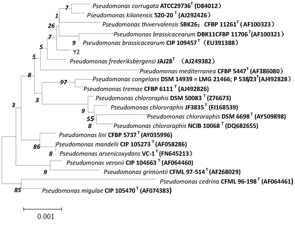 Pseudomonas phosphate dissolving bacterium Y2, bioorganic fertilizer prepared through using bacterium, and application of fertilizer