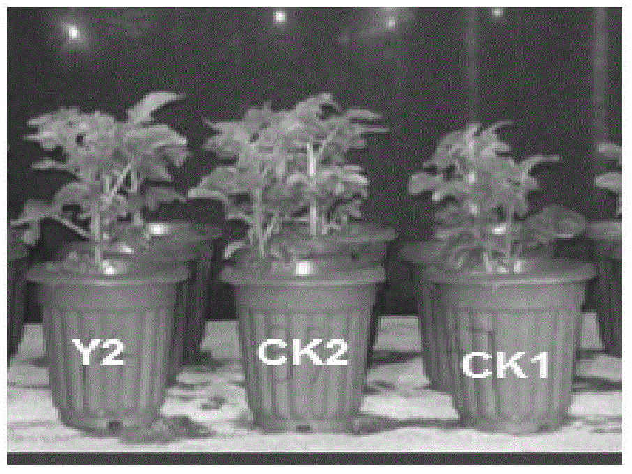 Pseudomonas phosphate dissolving bacterium Y2, bioorganic fertilizer prepared through using bacterium, and application of fertilizer