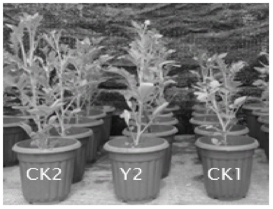 Pseudomonas phosphate dissolving bacterium Y2, bioorganic fertilizer prepared through using bacterium, and application of fertilizer