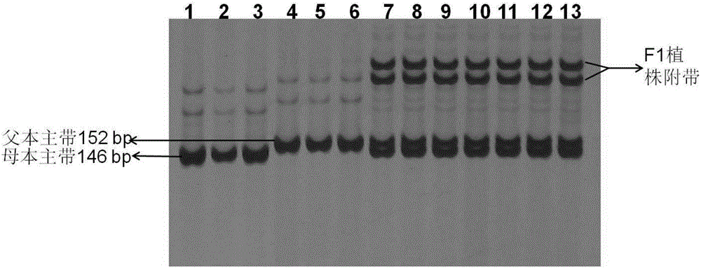 Nucleotide primer composition for quickly identifying purity of 'Yalv No.6' hybrid seeds of luffa acutangula roxb and detection method