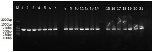 Molecular identification primer, kit and method for five groupers