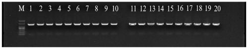 Molecular identification primer, kit and method for five groupers