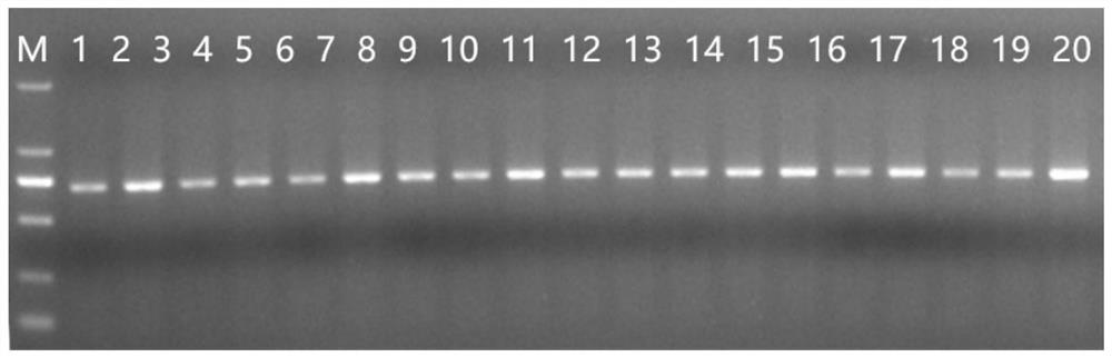 Molecular identification primer, kit and method for five groupers