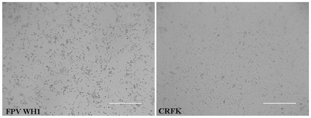 A Strain of Feline Parvovirus and Its Application