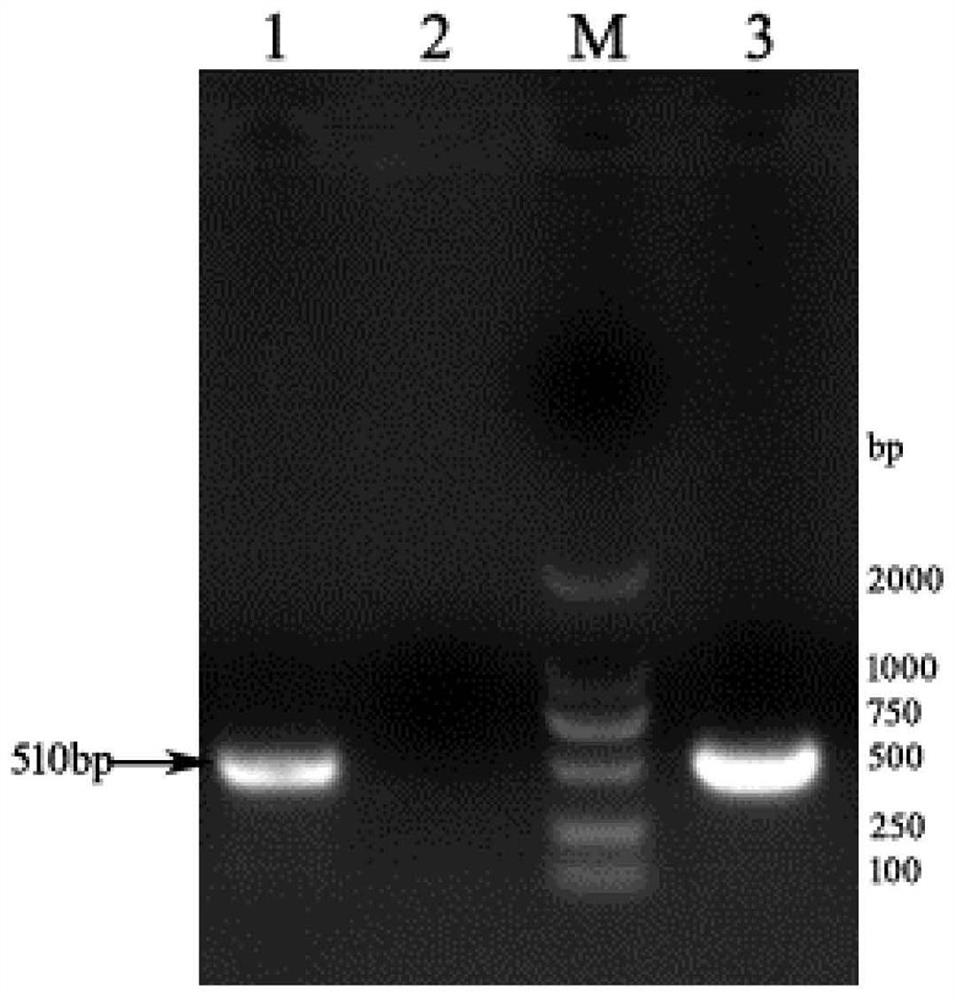 A Strain of Feline Parvovirus and Its Application