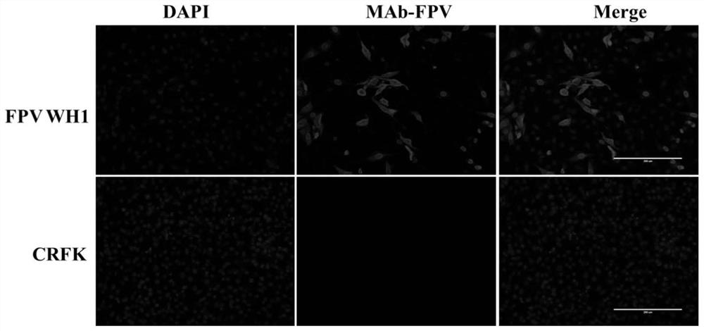 A Strain of Feline Parvovirus and Its Application