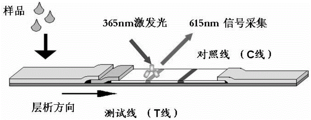 Test bar and method for quantitatively detecting micromolecular compound in sample