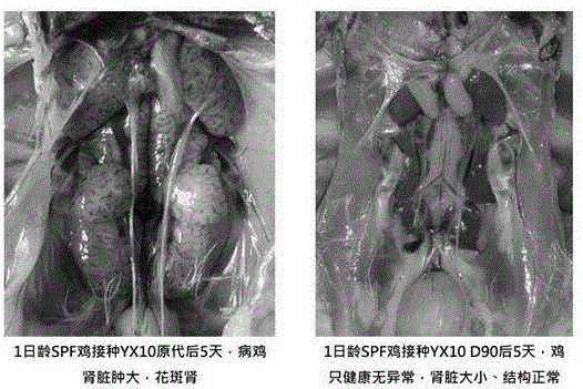 Infectious bronchitis low-virulent live vaccine YX10 D90 strain