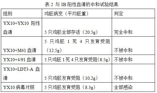 Infectious bronchitis low-virulent live vaccine YX10 D90 strain