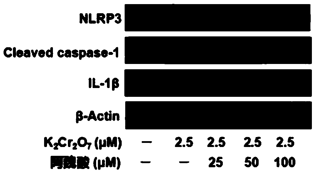 Application of ferulic acid in preparation of medicine for inhibiting chromium-induced lung inflammatory injury