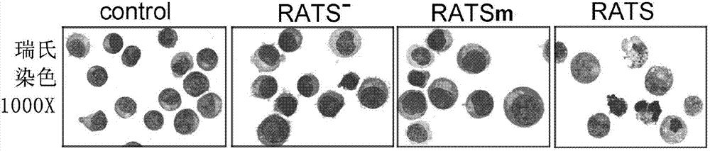 System and method for enabling the cell apoptosis of chronic myeloid leukaemia