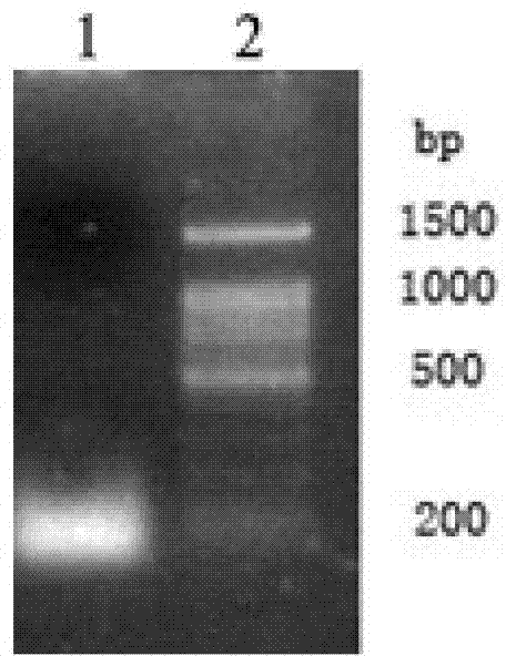 Amphioxus endonuclear protein, and expression gene and application thereof