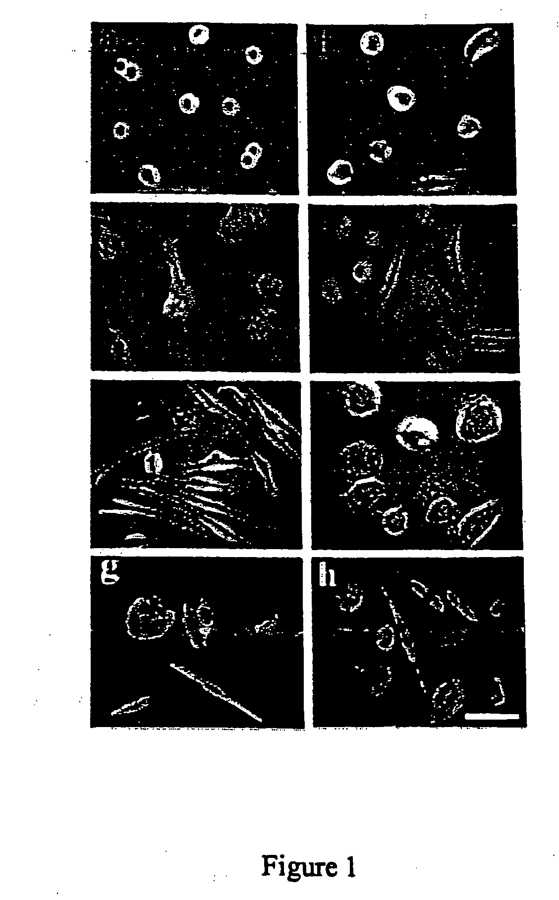 Human stem cell materials and methods