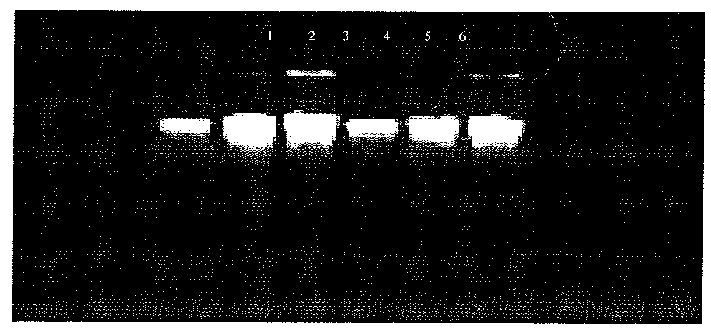 Pelodiscus sinensis DNA fingerprint identification method