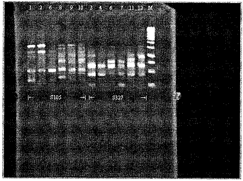 Pelodiscus sinensis DNA fingerprint identification method