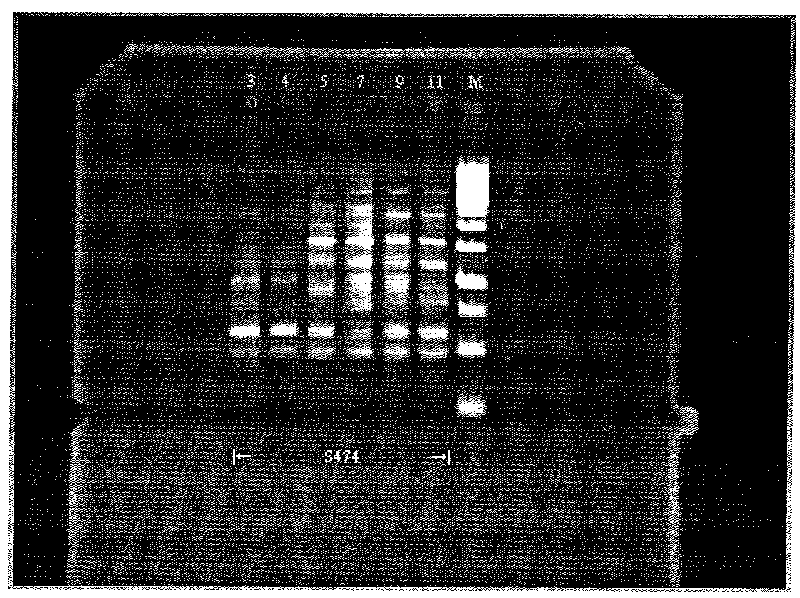 Pelodiscus sinensis DNA fingerprint identification method