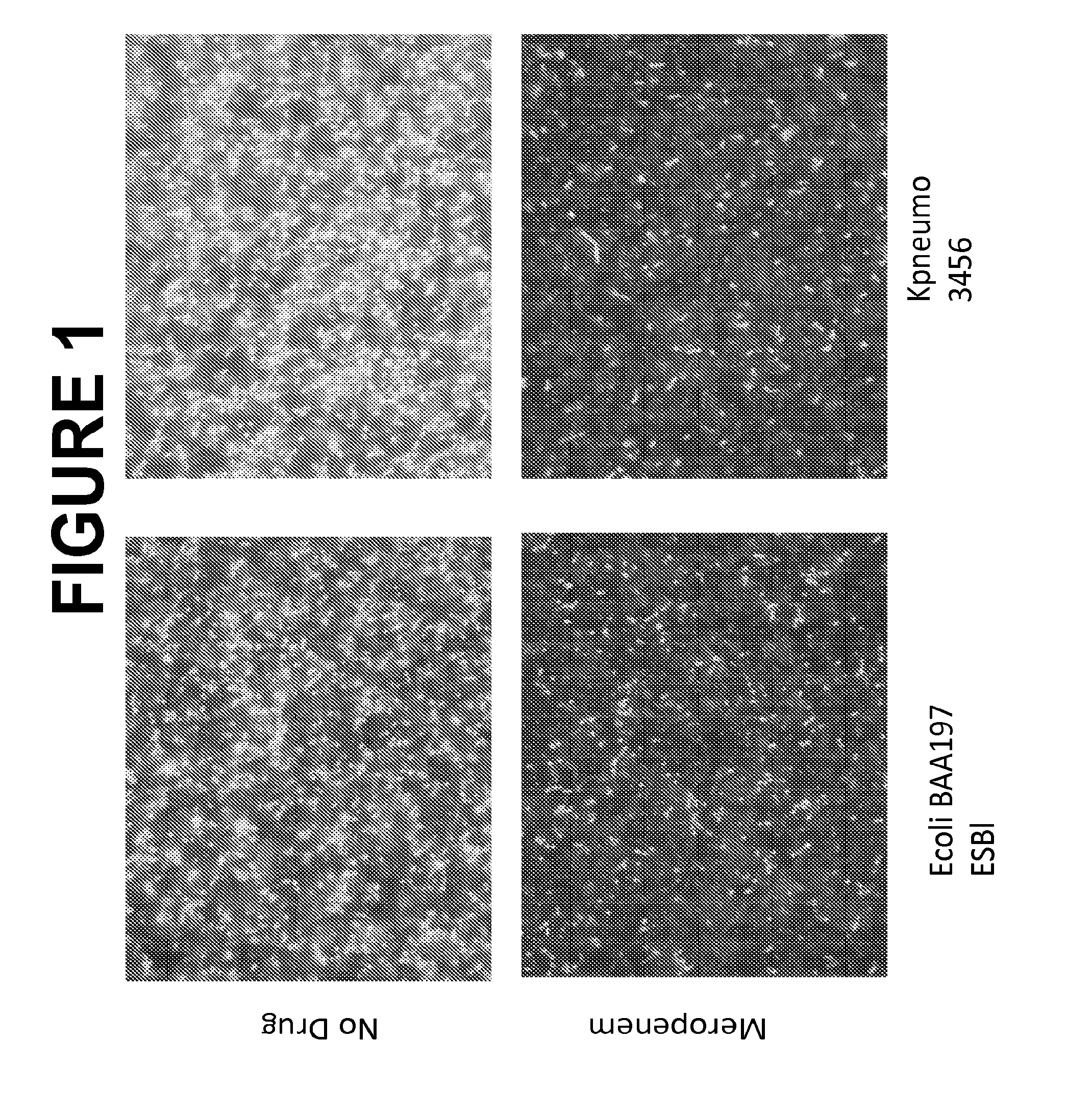 Antimicrobial compound susceptibility test