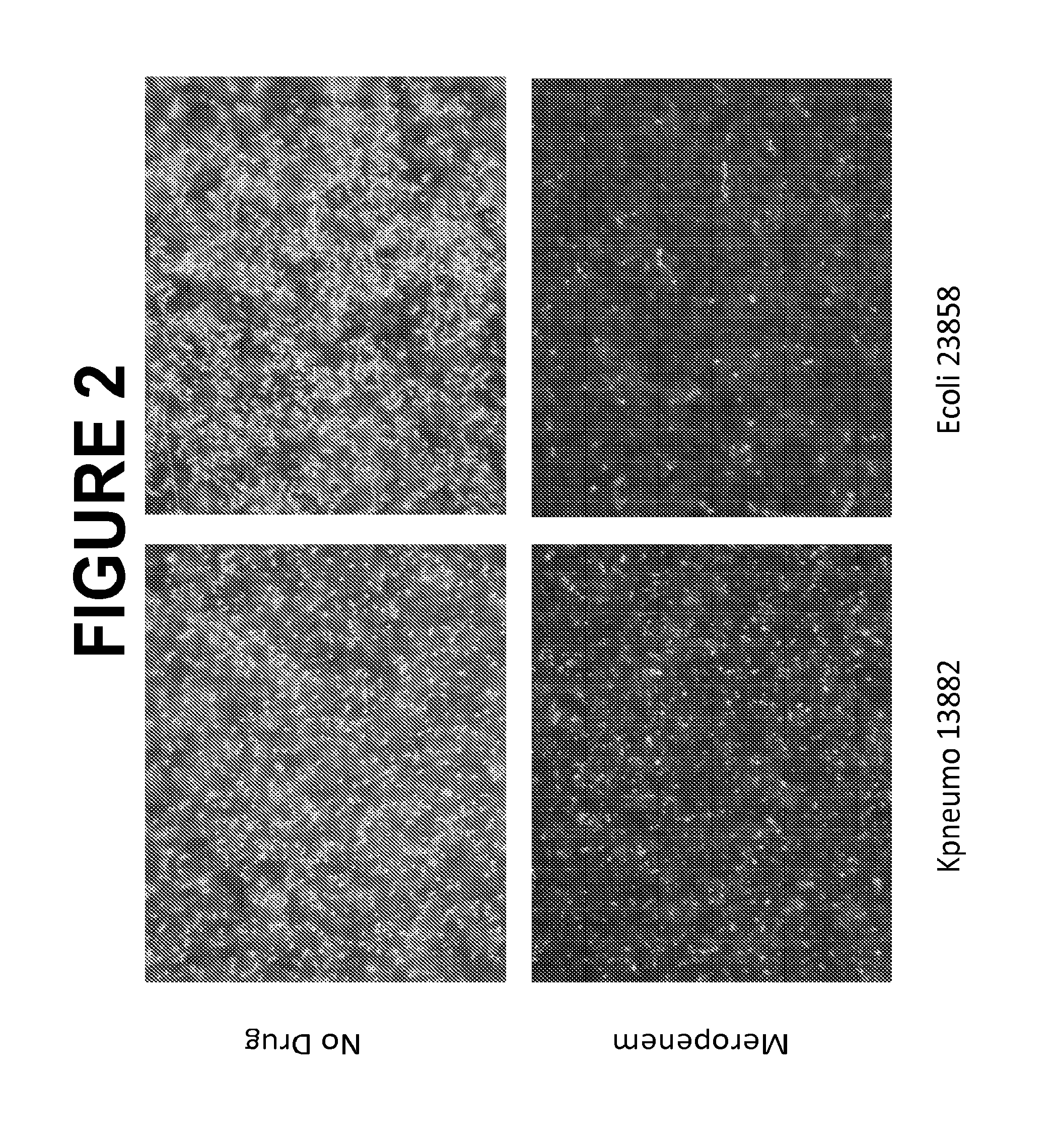 Antimicrobial compound susceptibility test