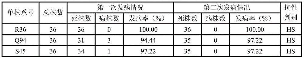 Tobacco black shank resistance single plant identification method