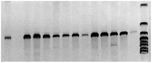 Pig-specific friendly site pifs302 and its application