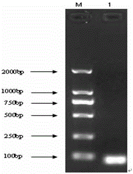 Construction of pd-l1 recombinant plasmid in chicken peripheral blood mononuclear lymphocytes, real-time detection method of gene abundance and its application