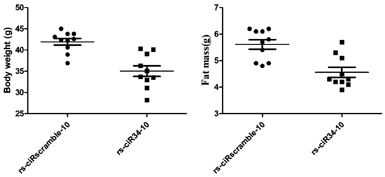 General expression framework of artificial circular RNA targeting to inhibit miRNA-34a, and expression method and application thereof