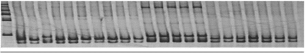 Calcutta hemp InDel molecular marker as well as development method and application thereof