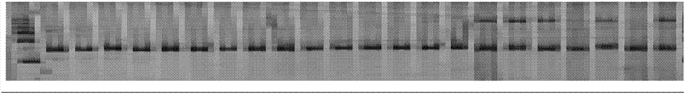 Calcutta hemp InDel molecular marker as well as development method and application thereof