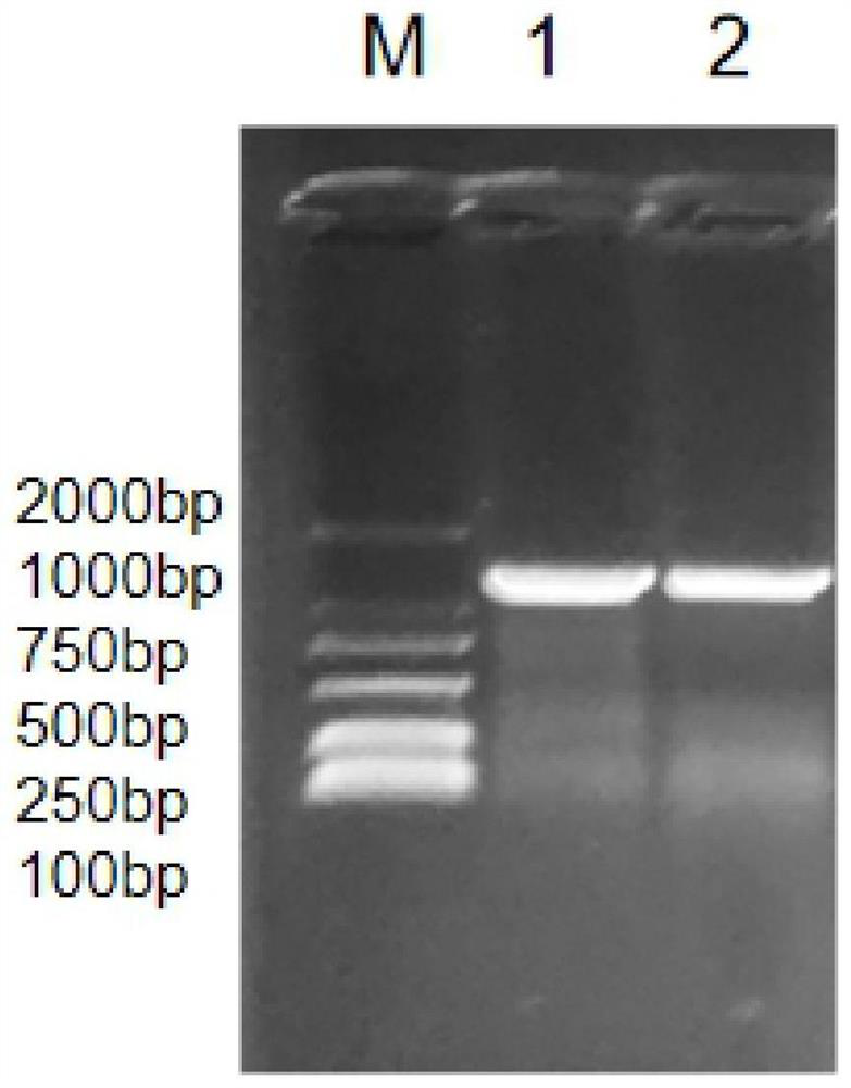 Corn drought-resistant transcription factor gene Zmhdz9 and application thereof