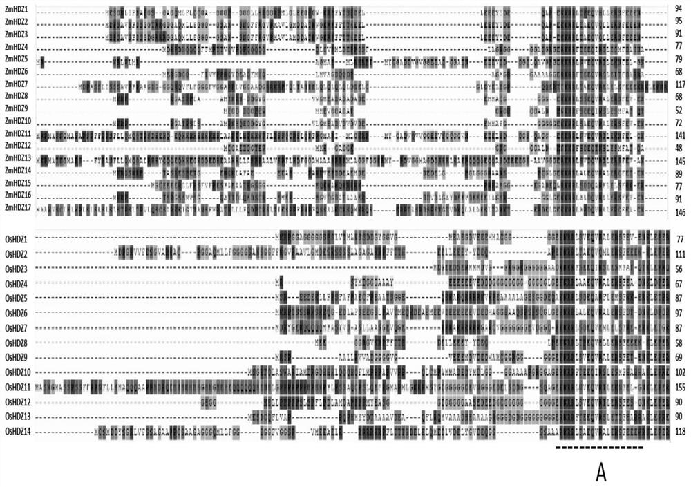 Corn drought-resistant transcription factor gene Zmhdz9 and application thereof