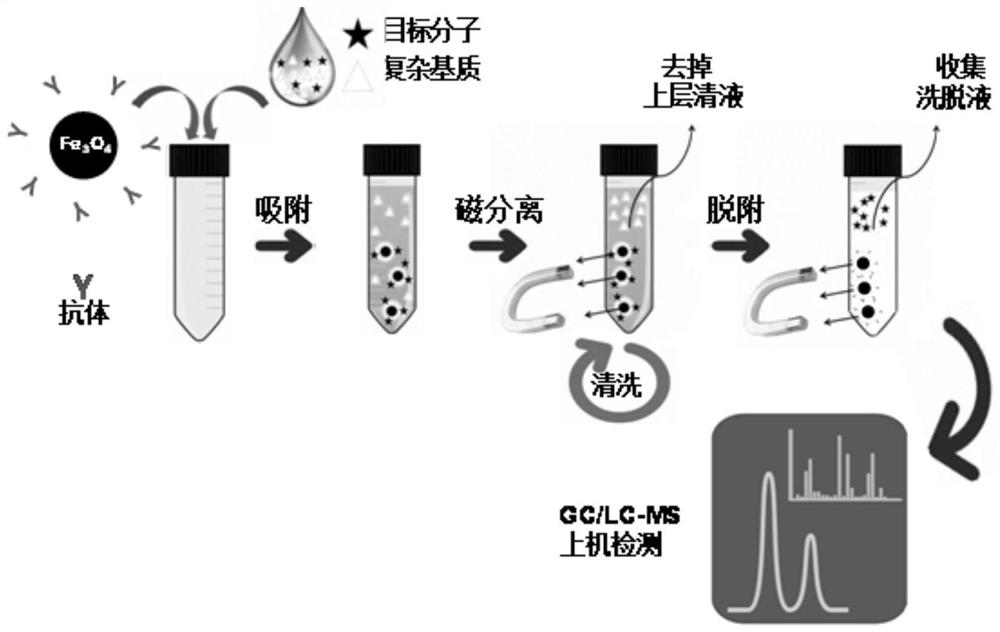 Preparation method and application of wide-spectrum specific antibody modified magnetic metal organic framework material