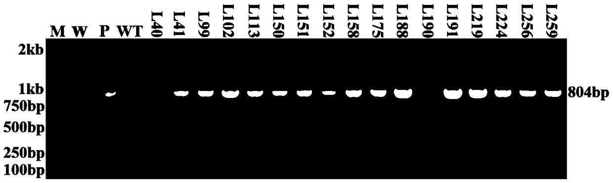 Plant starch synthesis related protein ibaatp and its coding gene and application