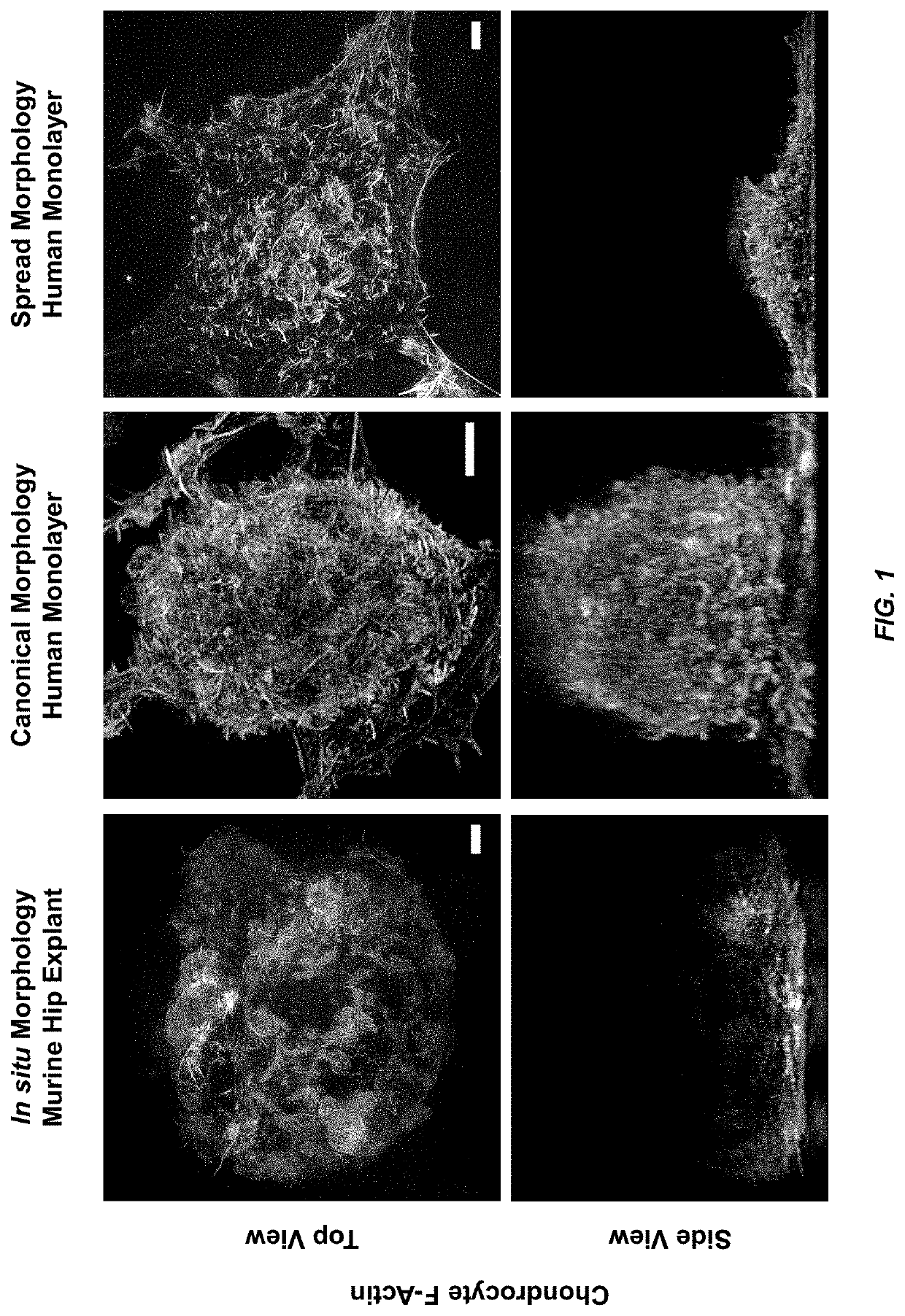 Micropatterned hydrogel for cell cultures