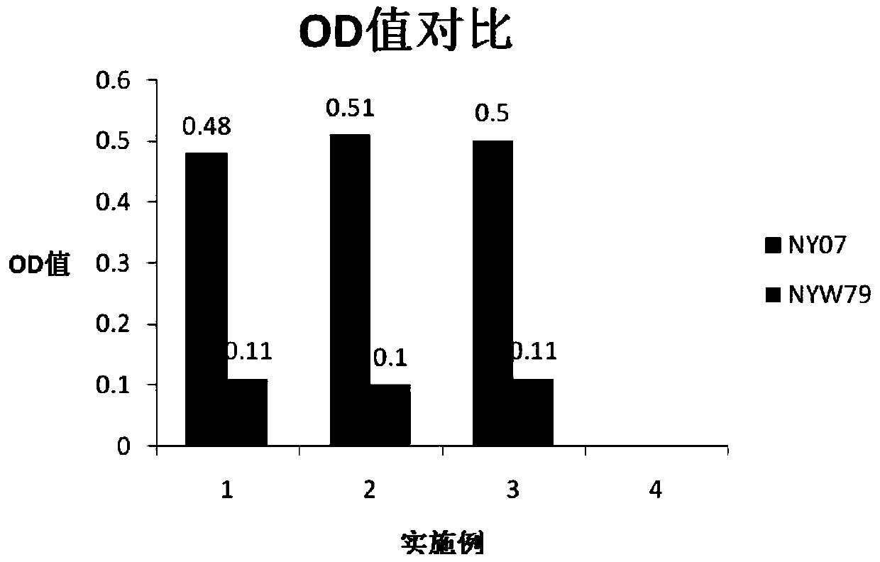 A strain of Xanthomonas nyw79 and its application