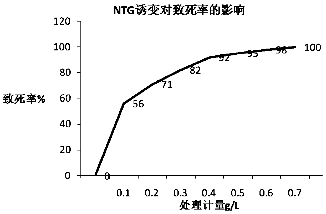 A strain of Xanthomonas nyw79 and its application