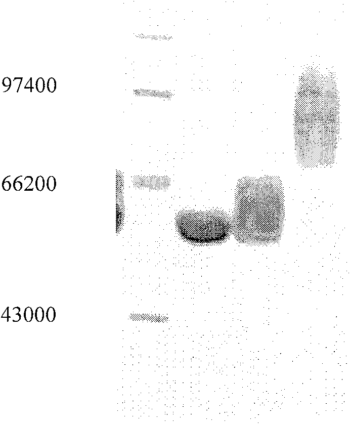 Immunogen by using mutant CRM197 of diphtheria toxin as carrier, preparation method, and application