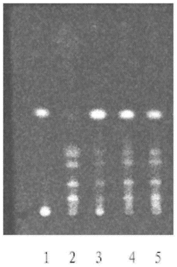 A detection method for Gastrodia Xingnao Capsules