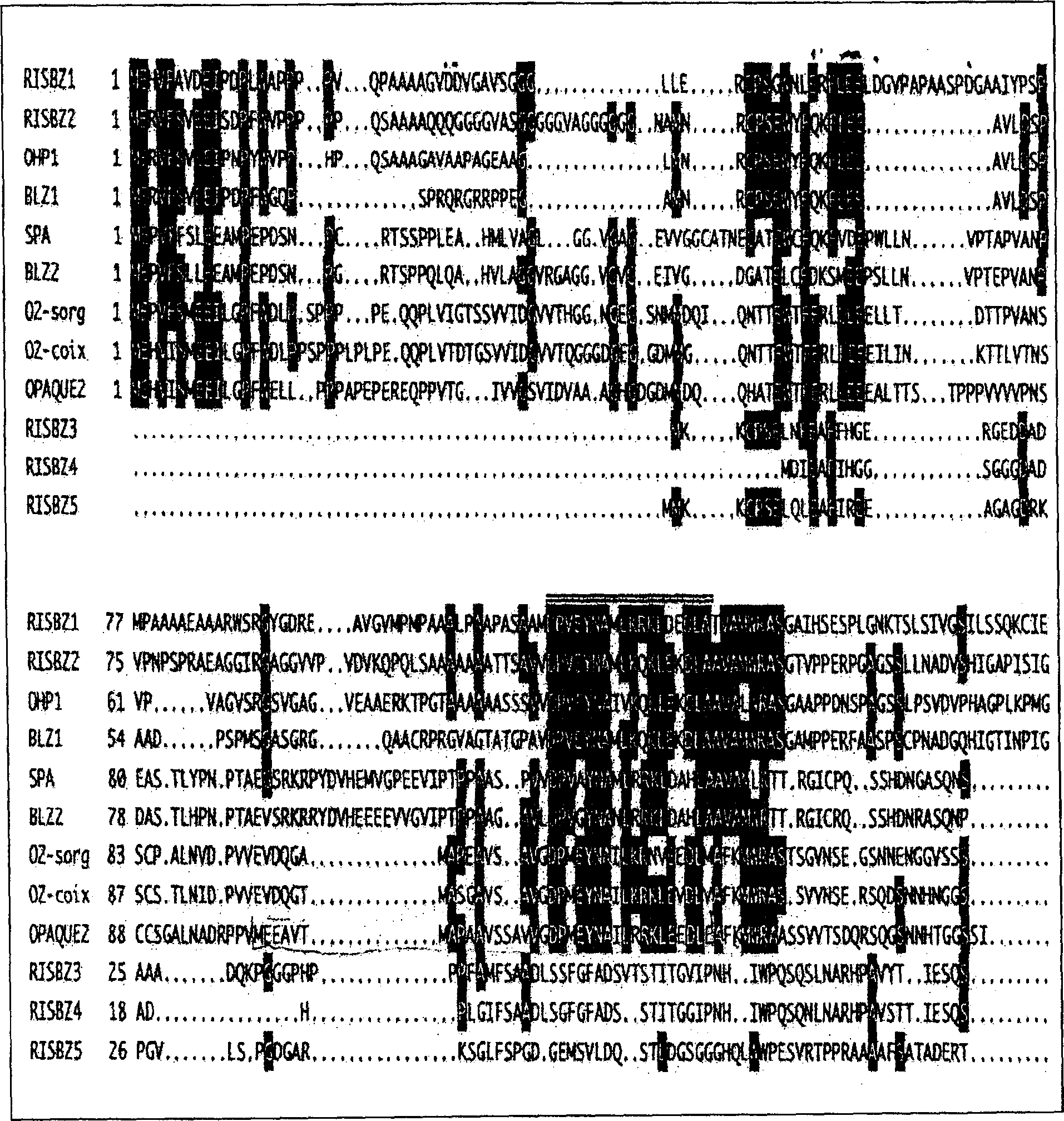 BZIP type transcripton factors regulating expression of rice storage protein