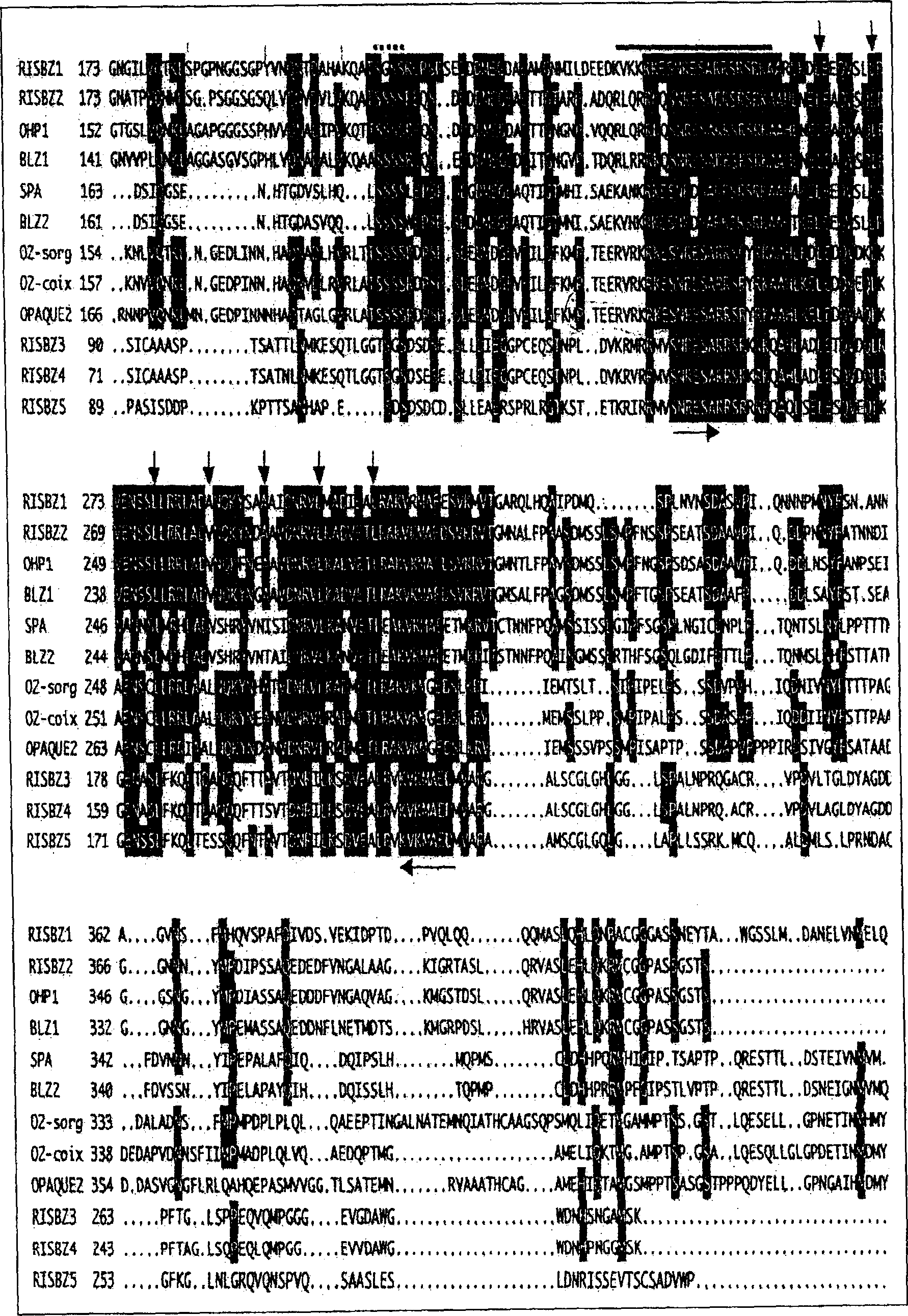 BZIP type transcripton factors regulating expression of rice storage protein