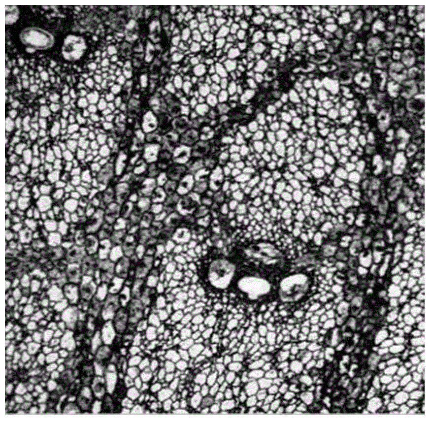 An improved method for localizing the endogenous hormone iaa in bamboo plant tissues