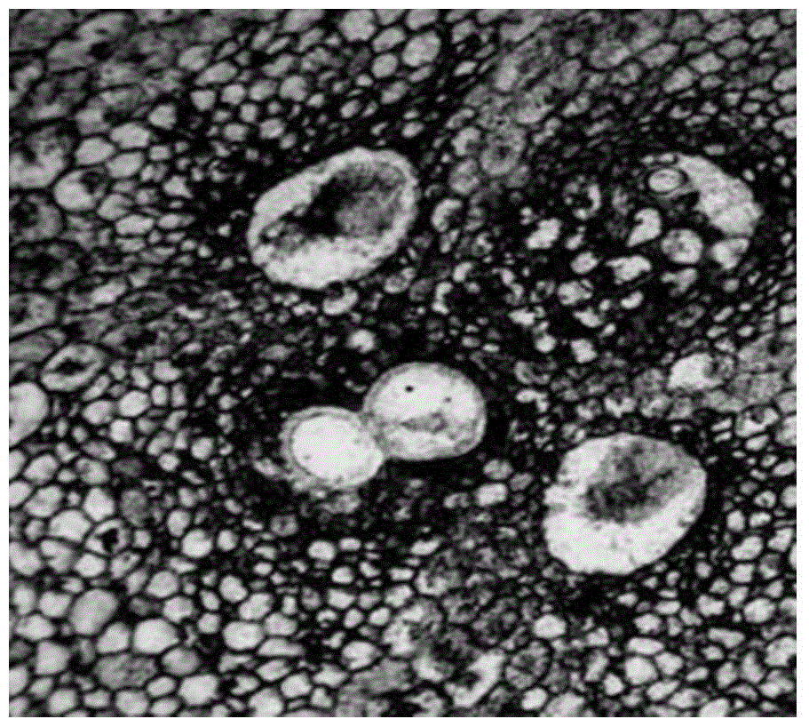 An improved method for localizing the endogenous hormone iaa in bamboo plant tissues