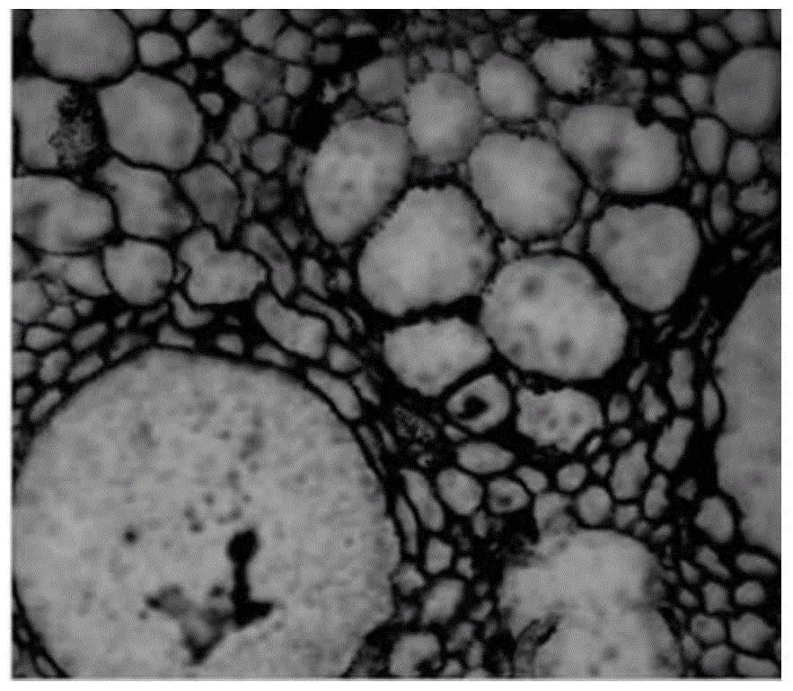 An improved method for localizing the endogenous hormone iaa in bamboo plant tissues