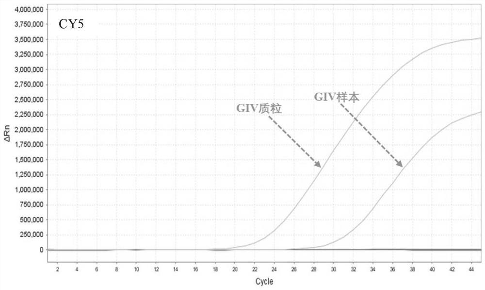 Norovirus gⅰ, gⅱ and gⅳ type nucleic acid typing detection kit and detection method