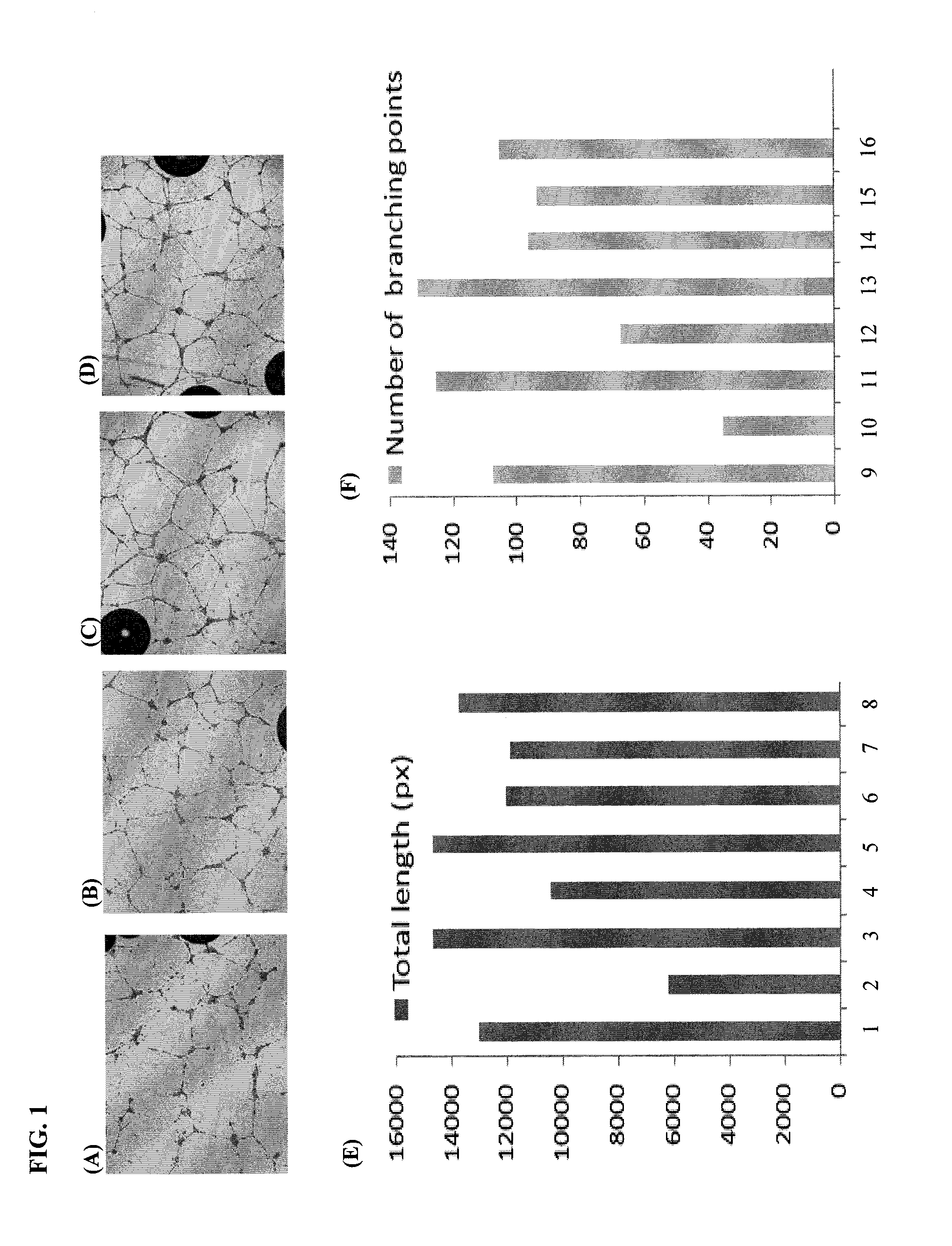 Tubulin inhibitors and methods of using the same