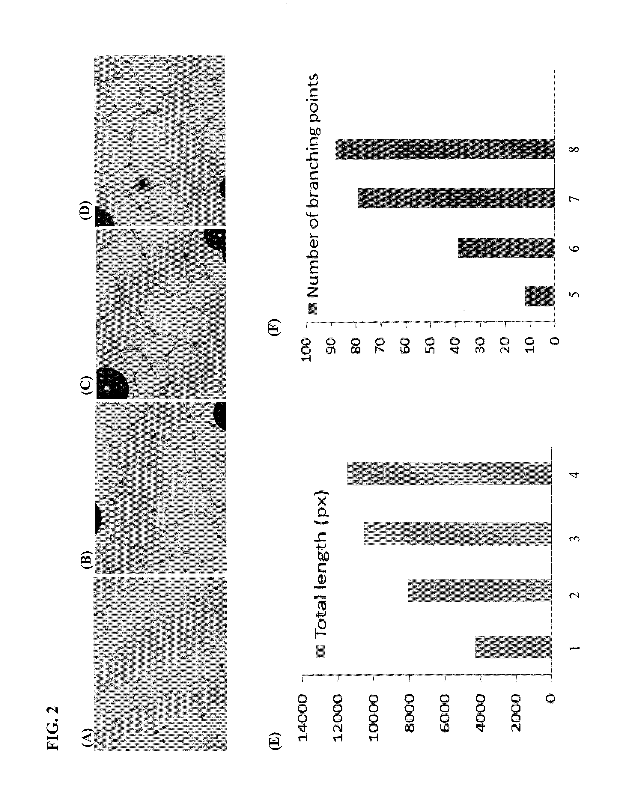 Tubulin inhibitors and methods of using the same