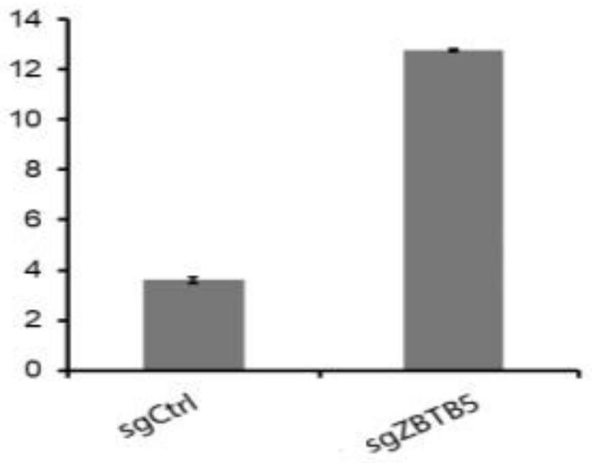 Application of ZBTB5 gene to detection and treatment of drug resistance of paclitaxel for cervical cancer